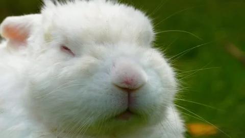 White Rabbit's nose twitching as it sleeps (Close up) Stock Footage 114805834
