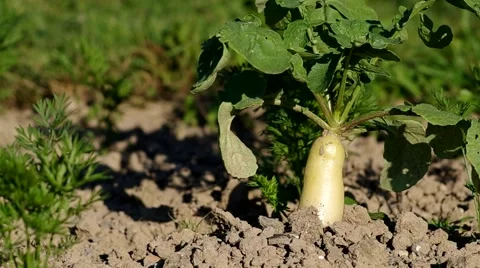 White radish Stock Footage 52208978