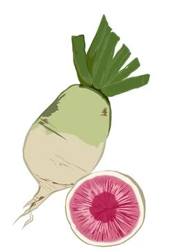 White radish Stock Illustration