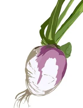 White radish Stock Illustration