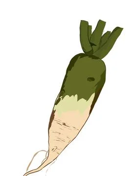 White radish Stock Illustration