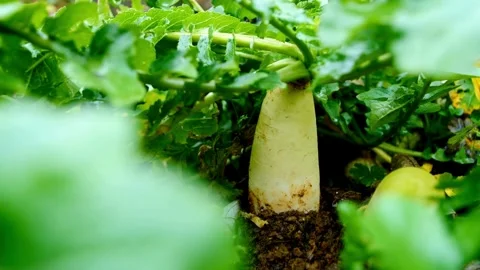 White radish root growing in soil with green leaves Stock Footage 332276427