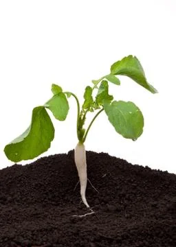 White radish in soil Stock Photos