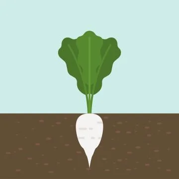 White radish, vegetable with root in soil texture, flat design Stock Illustration
