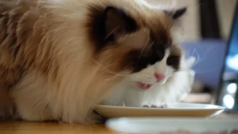 A white Ragdoll cat with blue eyes, enjoying his meal Stock Footage 281171153