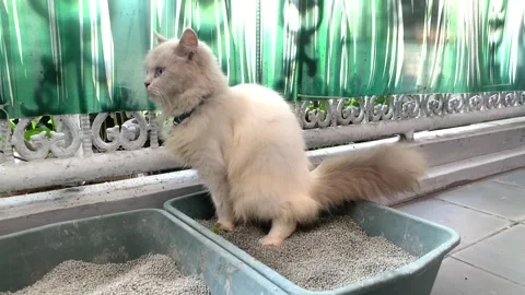 White Ragdoll Cat Using Litter Box Stock Footage 339646512