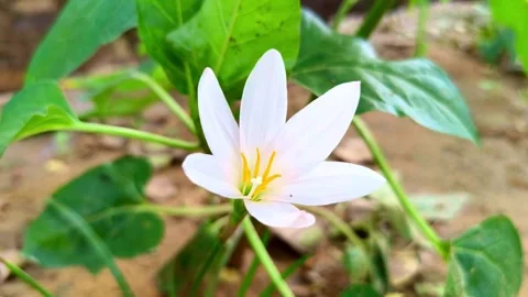 White Rain Lily Flower Close-up in Garden Stock Footage 339608636