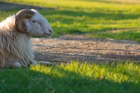 White Ram on field. Stock Photos
