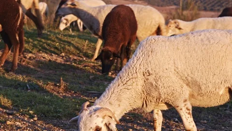 White ram grazing in front of other sheep of the flock Stock Footage 100984094