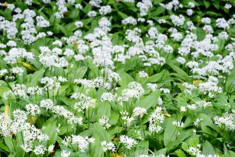 White ramson blossom in springtime. Stock Photos