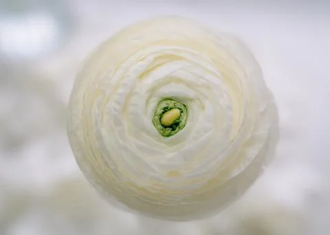 White Ranunculus Close-Up Foto stock