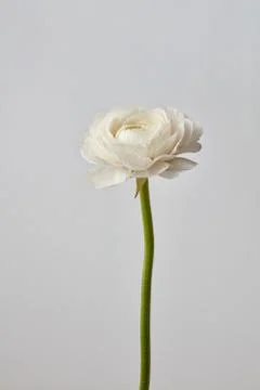 White ranunculus flower on a gray background Stock-Fotos