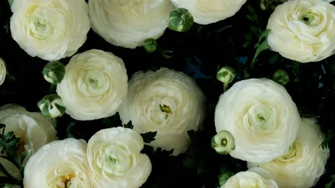 White ranunculus flowers background. Spring flowers. Stock Footage 143243829