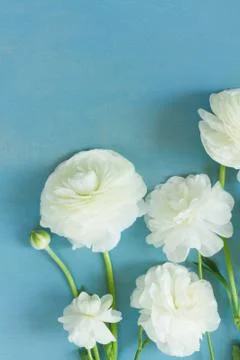 White ranunculus flowers Stock Photos