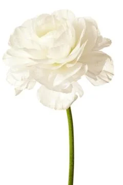 White Ranunculus Isolated on a White Background Stock Photos