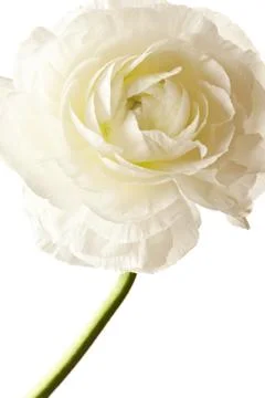 White Ranunculus Isolated on a White Background Stock Photos
