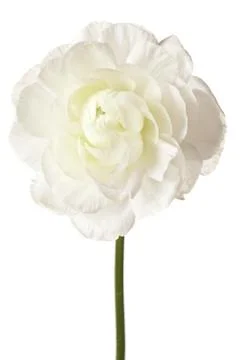 White Ranunculus Isolated on a White Background Stock Photos