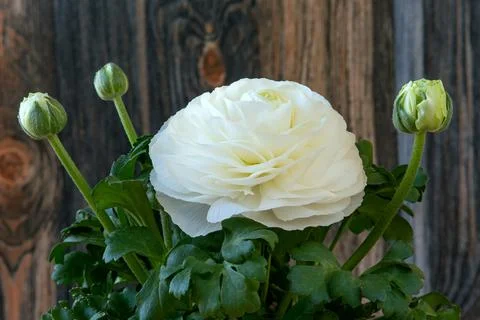 White ranunculus Stock Photos