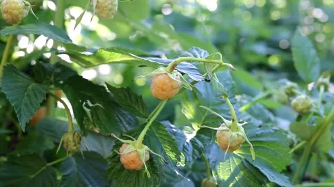 White raspberries on a branch Stock Footage 278184103