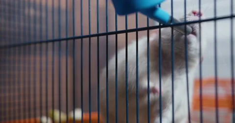 White Rat in a Cage Drinks Water Stock Footage 220810316
