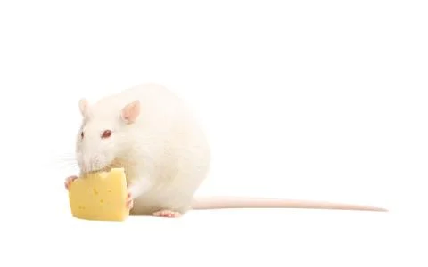 White rat with cheese Stock Photos