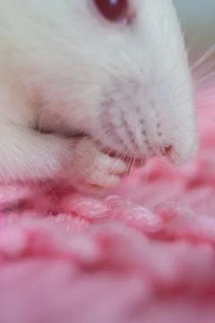 White rat close-up. The mouse eats. Rodent on pink background. Stock Photos