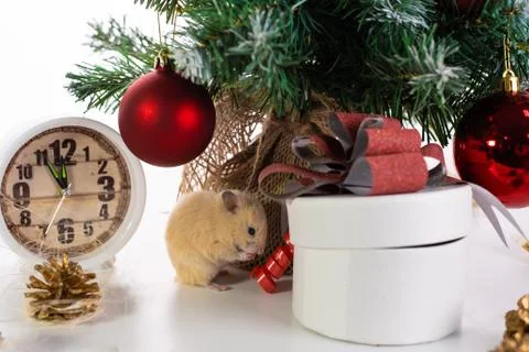 White rat crawls in the New Year decorations, Christmas trees toys, balls. Sy Stock Photos