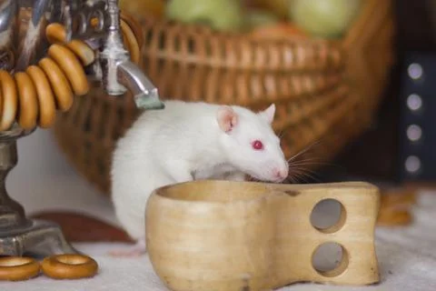 White rat with a cup on the table. Mouse with samovar. Russian folk style. Stock Photos