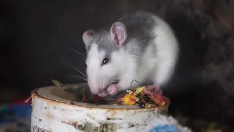 White Rat Eating Stock Footage 219460130