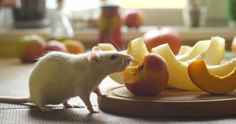 White rat eats fresh fruit Stock Footage 158829566