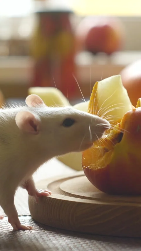 White rat eats fresh fruit Stock Footage 258596302