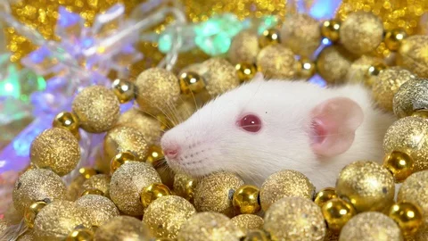 A white rat on a gold background peeps out of a nest of golden balls. close-up Stock Footage 113694604
