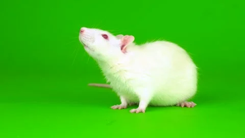 White rat on a green background screen Stock Footage 152093509