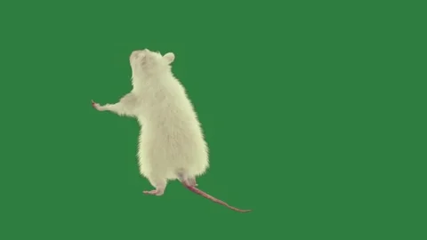 A white rat on green screen and mouse cat is standing its hinds scene Stock Footage 335696794