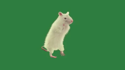 A white rat on green screen and mouse expression cartoonish composition Stock Footage 336049189
