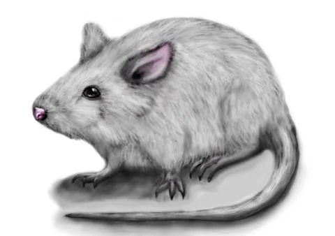 White rat Stock Illustration