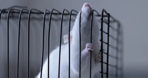 White rat inside a cage Video stock 126651913