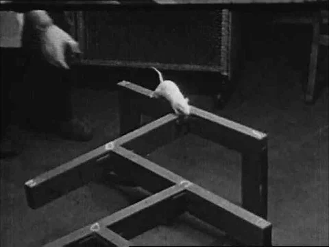 A white rat in a laboratory crawls along a maze to a food-box in the 1940s. Stock Footage 75758693