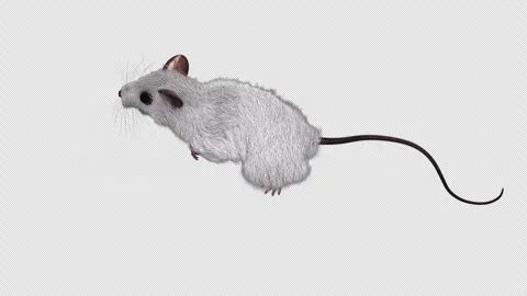 White Rat with Long Tail, Pink Paws, and Ears on Black Background Sleek Ani.. Video stock 314067384