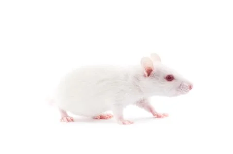 White rat Stock Photos