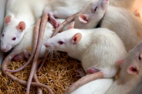 White Rat Stock Photos