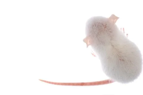 White rat Foto stock