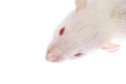 White rat Foto stock