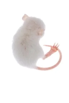 White rat Stock Photos