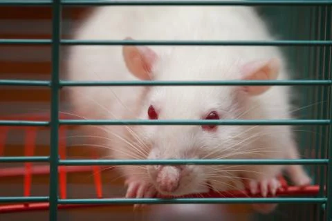 White rat Stock Photos