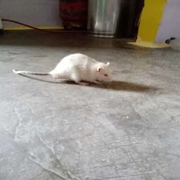 White Rat Stock Photos