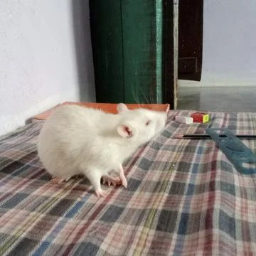 White Rat Stock Photos
