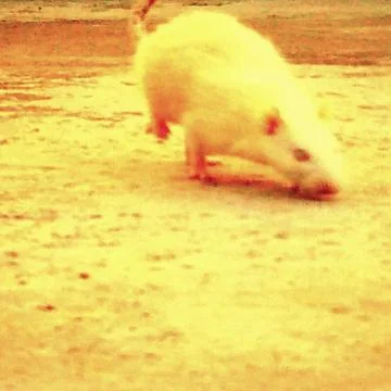 White Rat Stock Photos