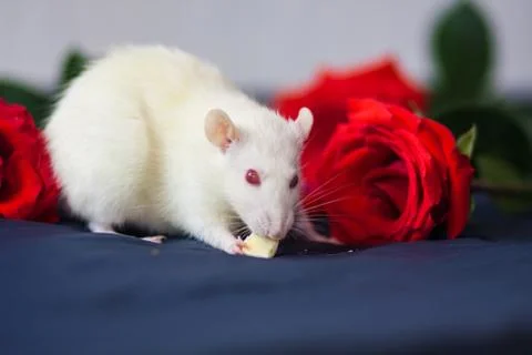 White rat with roses. The mouse eats on the background of flowers. Stock Photos