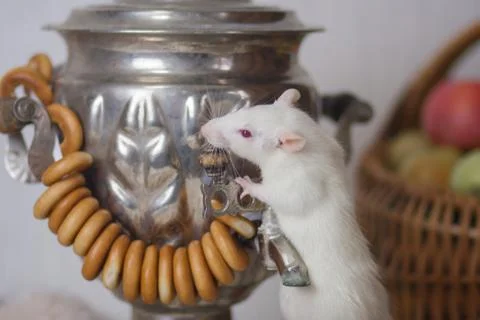 White rat with samovar. The mouse makes tea. Fotos Stock